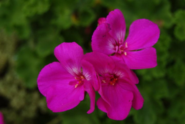 Geranium