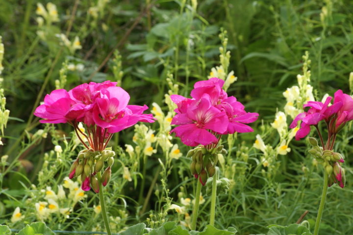 Geranium