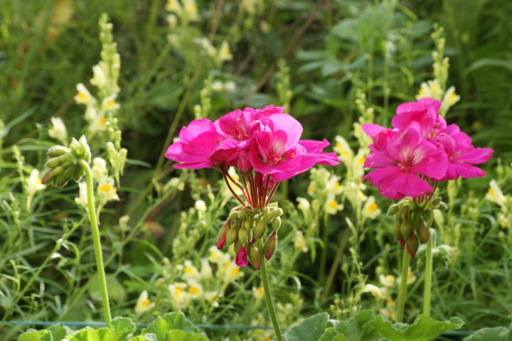 Geranium et Linaire commune