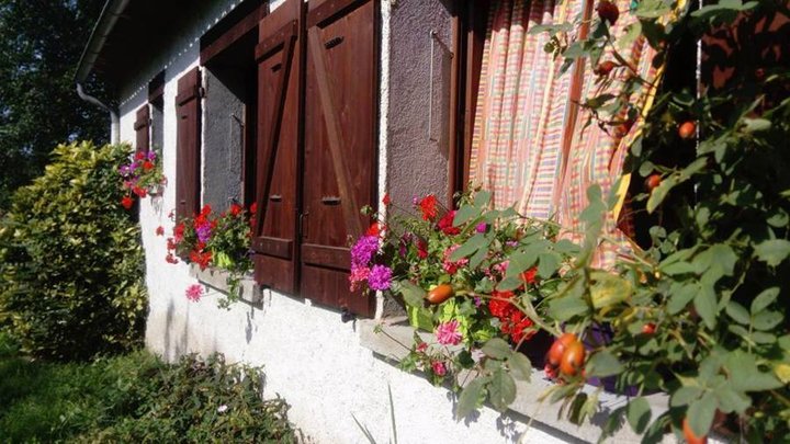 Geraniums