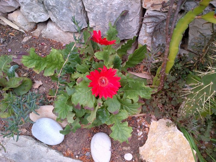 Gerbera