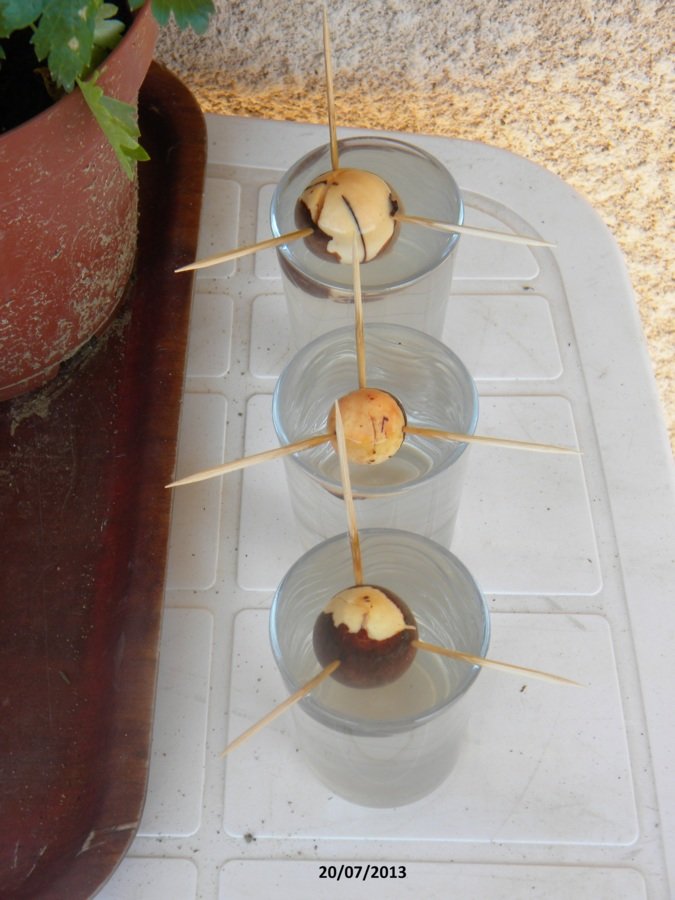 Germination noyaux avocats