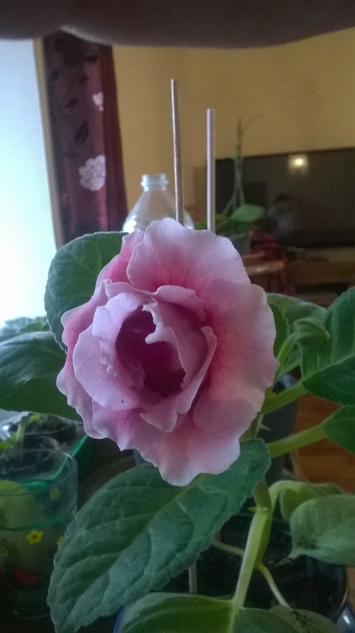 Gloxinia