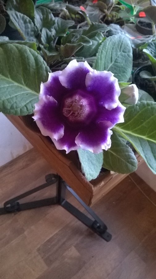 Gloxinia