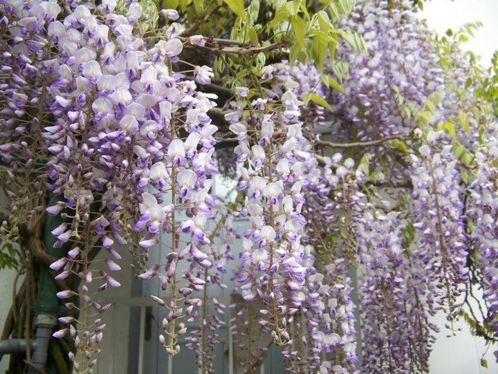 Glycine ....