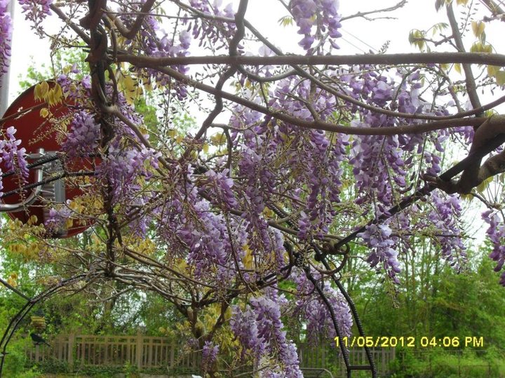 Glycine mauve