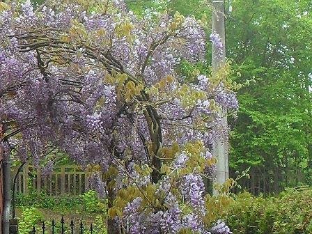 Glycine mauve