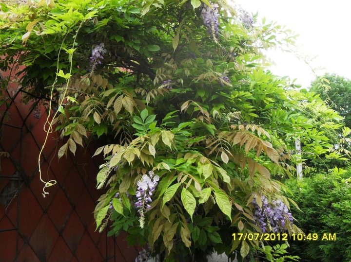 Glycine mauve