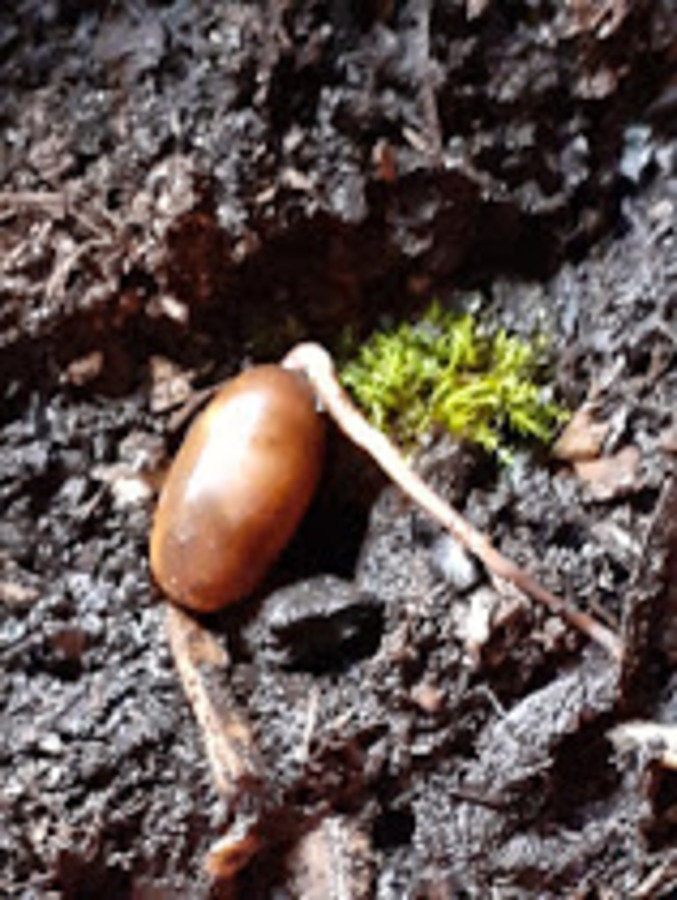 Graine germée dans la jardinière