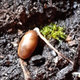 Collections de plantes de fruits et graines