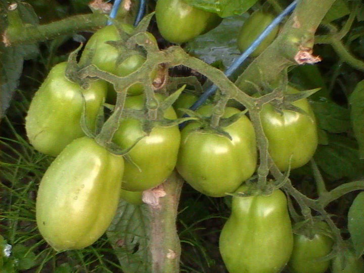 Grappe de tomate 