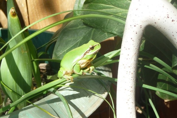 Grenouille dans un pot de fleur