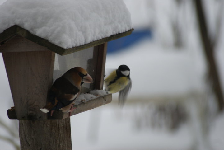 Gros bec et mésange