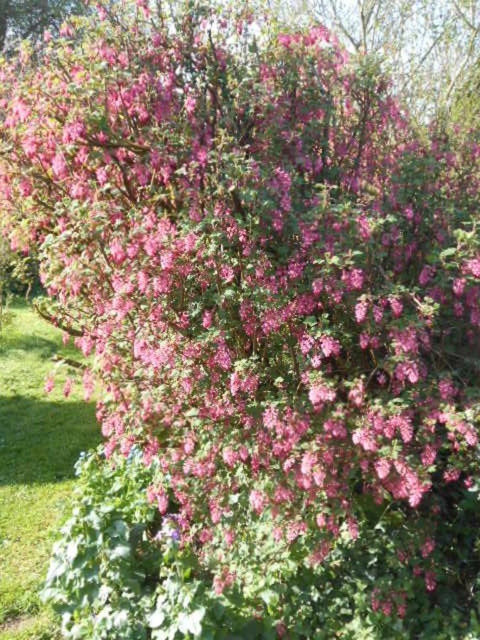 Groseilliers fleurs