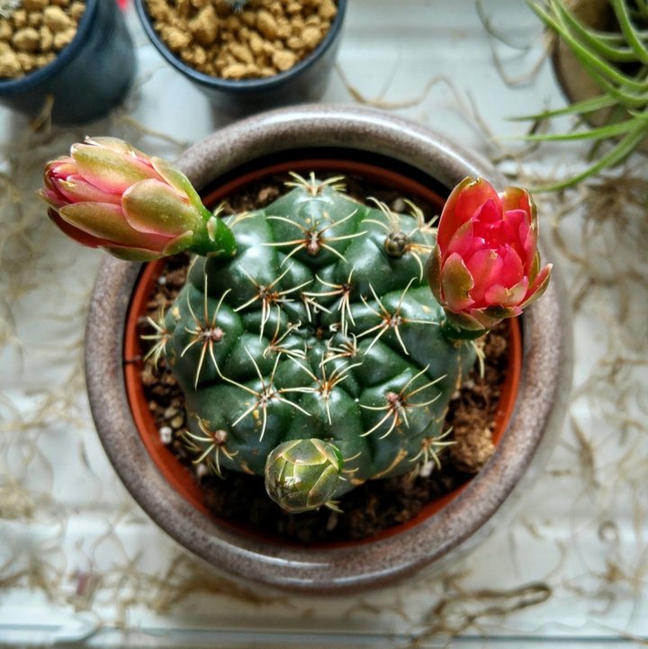 Gymnocalycium Baldianium.