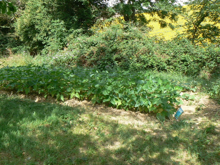 Haricots verts 