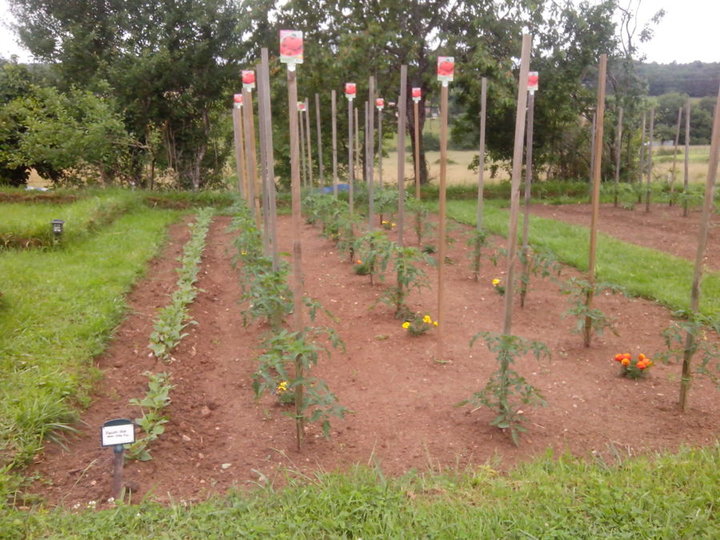 Haricots verts et tomates(grappes, st pierre, coeur de boeuf, marmande...)