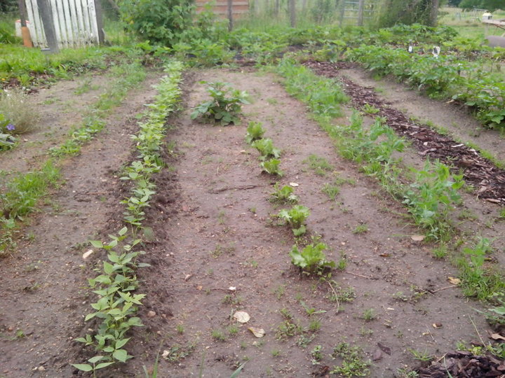 Haricots verts, salades maison, petits pois et tjrs beaucoup d'herbe...