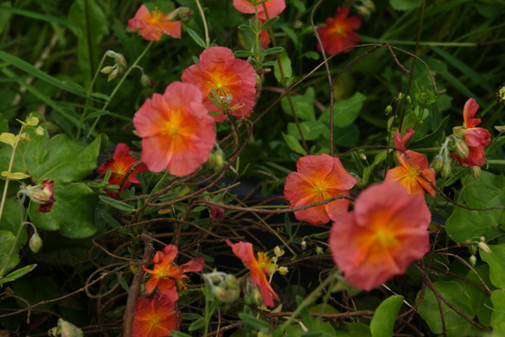 Helianthemum 'Miss Mould'