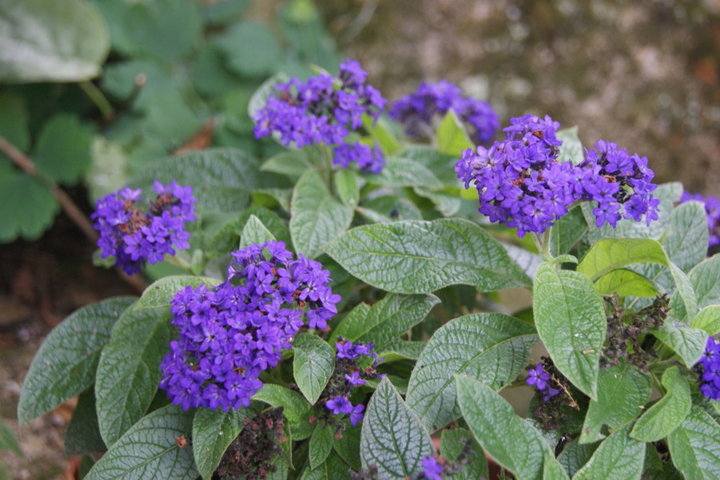 Heliotrope marine