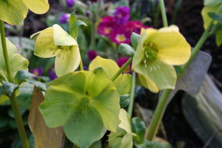 Hellebore