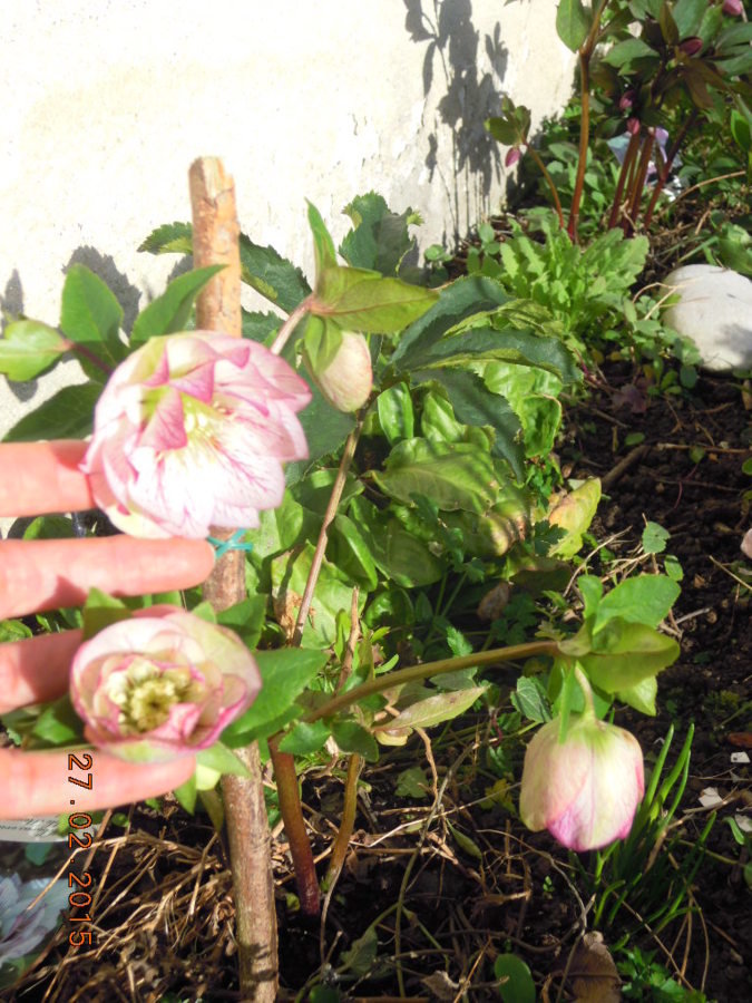Hellebore