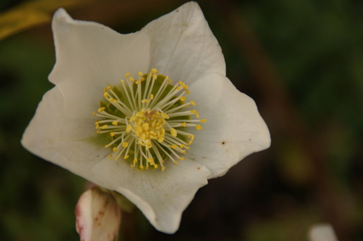 Héllébore ou rose de Noel