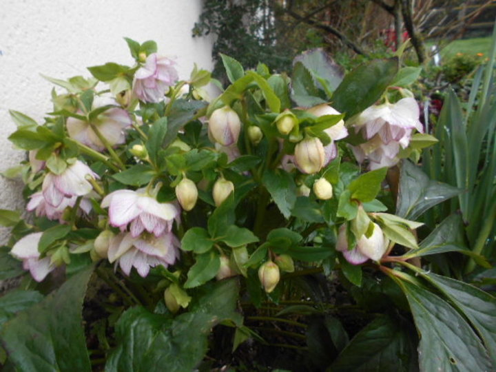 Hellebore picotee