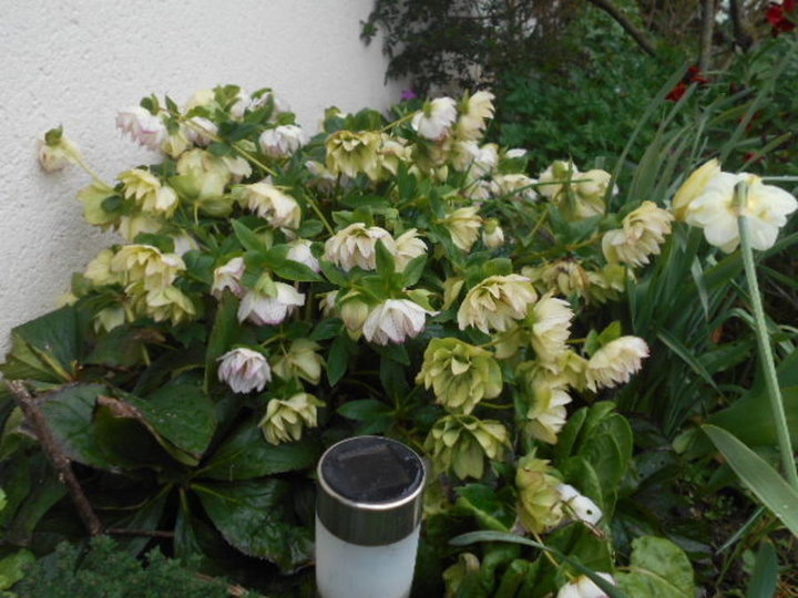 Hellebore picotee