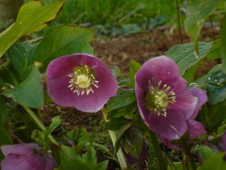 Hellebores