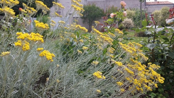 Herbe à curry  (Helicrysum)