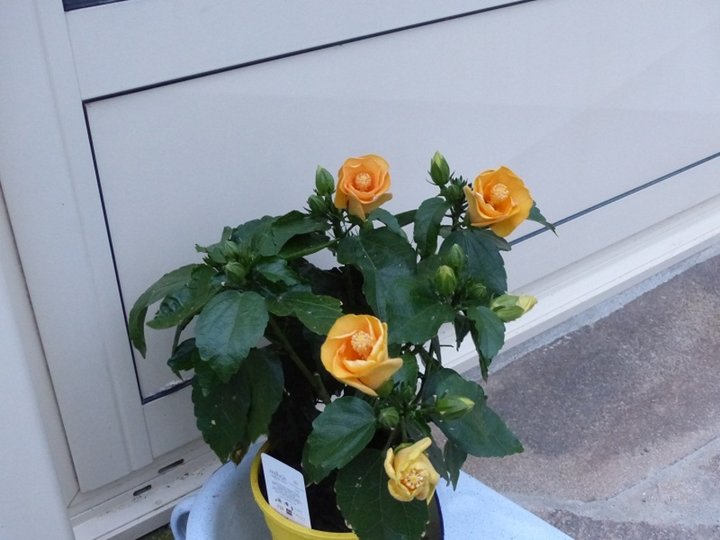 Hibiscus jaune au coeur rouge