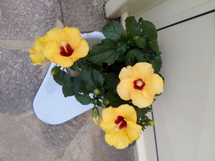 Hibiscus jaune au coeur rouge