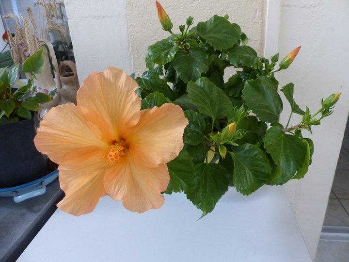 Hibiscus orange