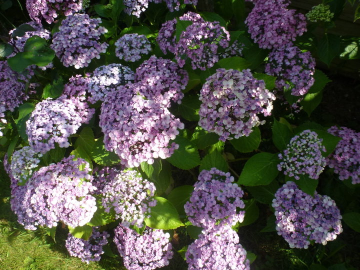 Hortensia