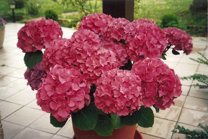 Hortensia 