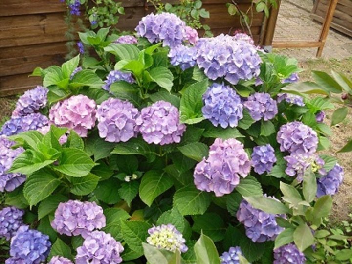 Hortensia 