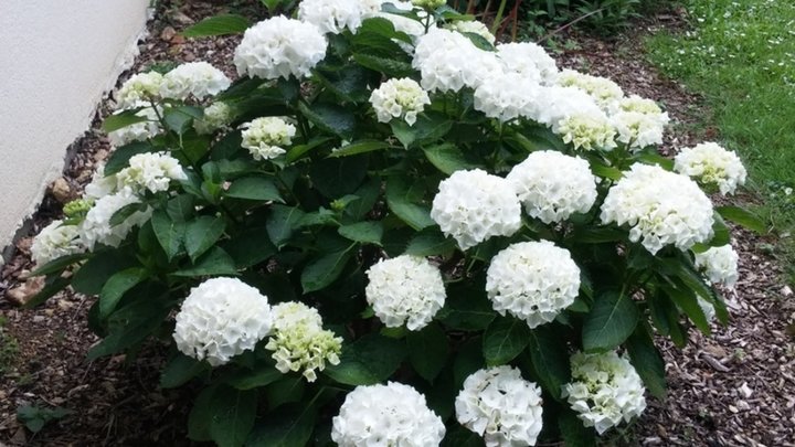 Hortensia