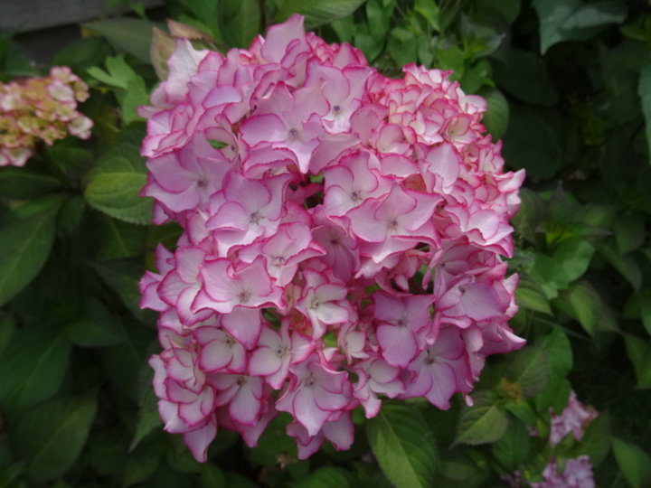 Hortensia