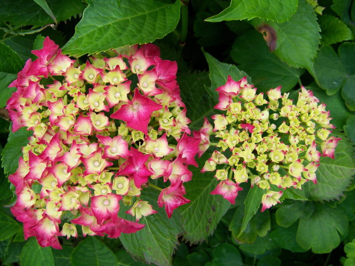 Hortensia