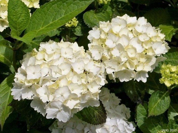 Hortensia