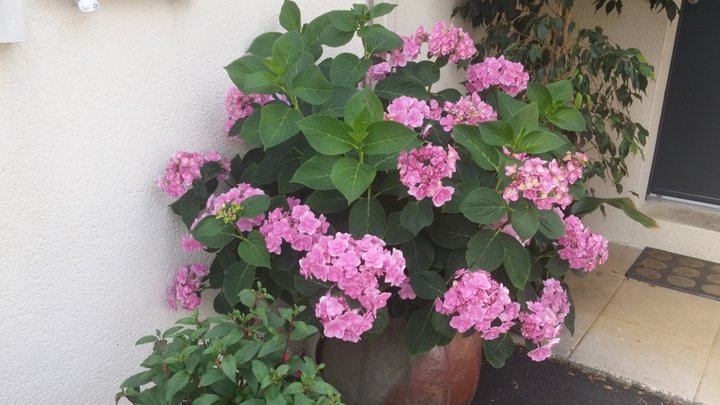 Hortensia dans une 