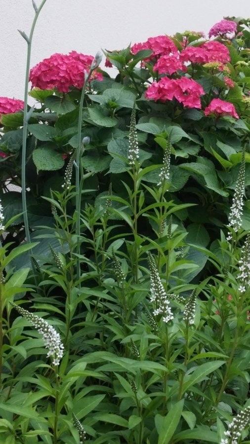 Hortensia  , lysimaque et hosta 