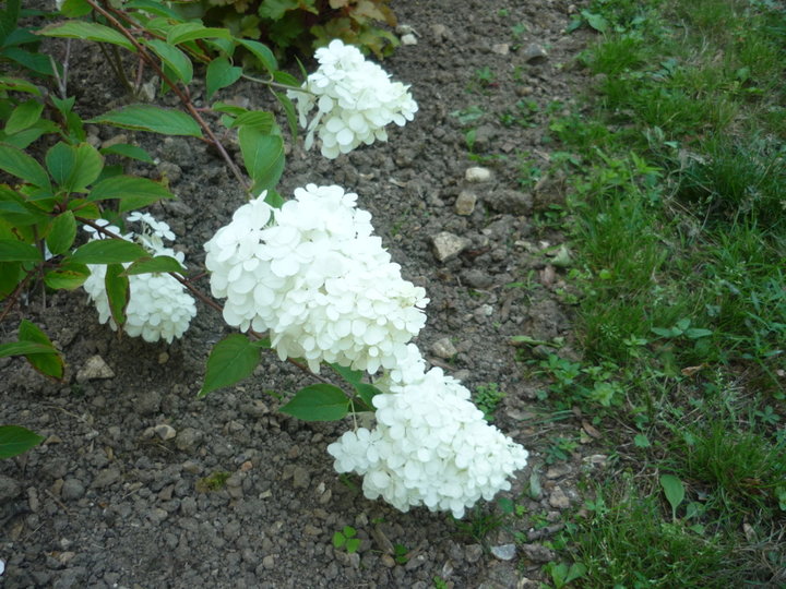 Hortensia Paniculata