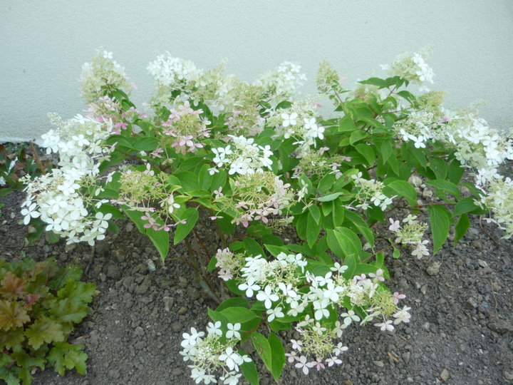 Hortensia paniculata