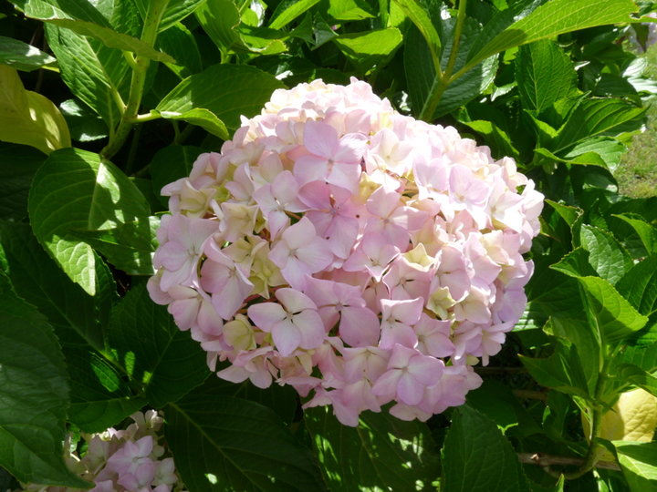 Hortensia : rose bizarre