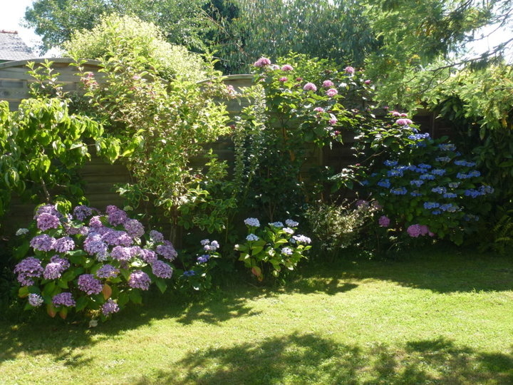 Hortensias