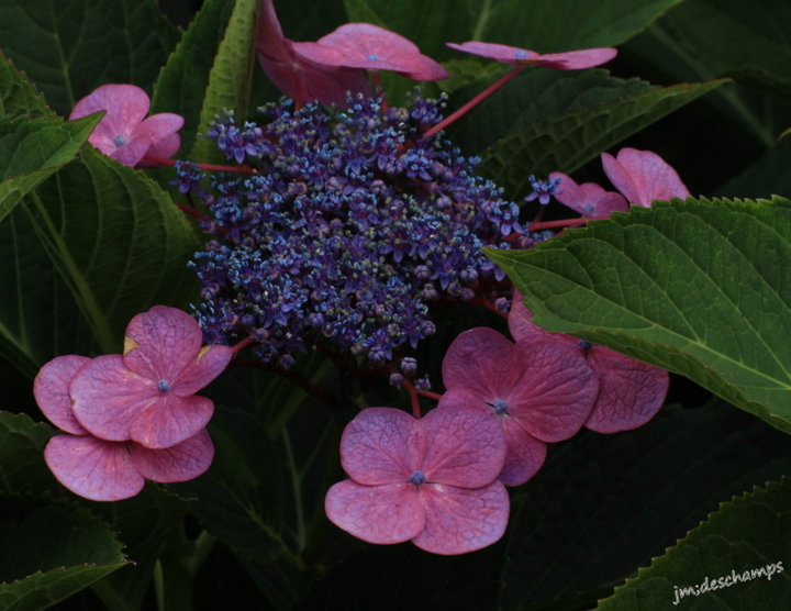 Hortensias