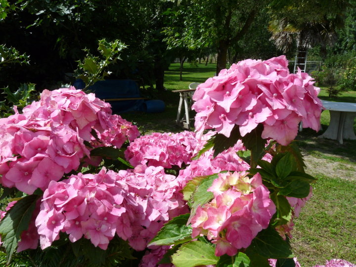 Hortensias bien roses