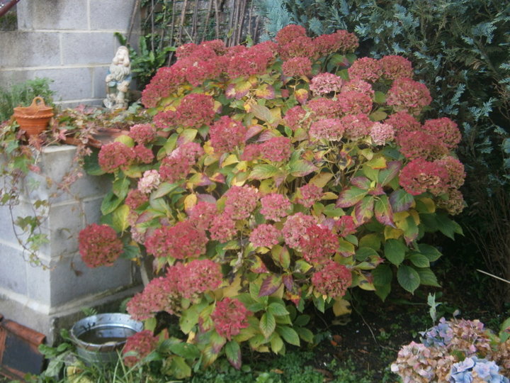 Hortensias il y a environ 1 mois